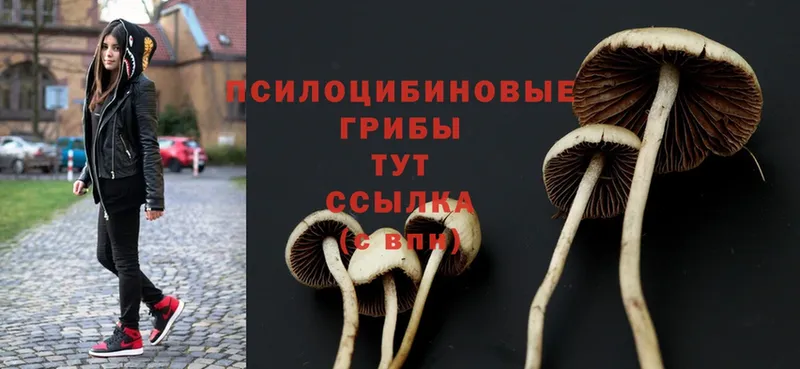 Псилоцибиновые грибы Magic Shrooms  Ликино-Дулёво 